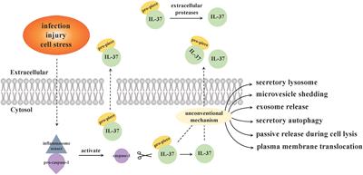 Novel insights into IL-37: an anti-inflammatory cytokine with emerging roles in anti-cancer process